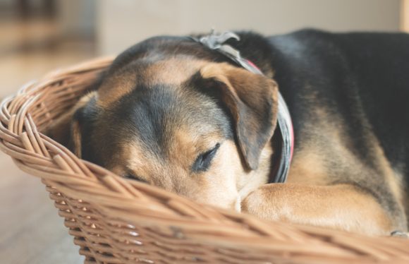 Tenants with pets